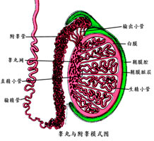 常见得了睾丸炎的危害有什么呢